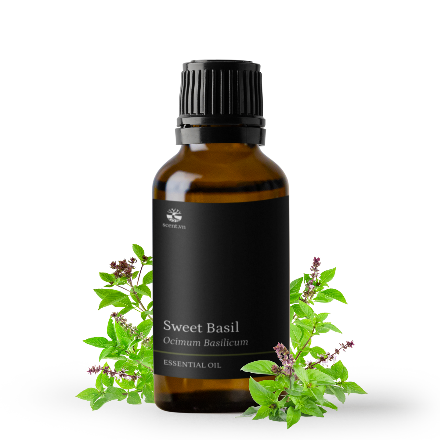 Sweet Basil Essential Oil
