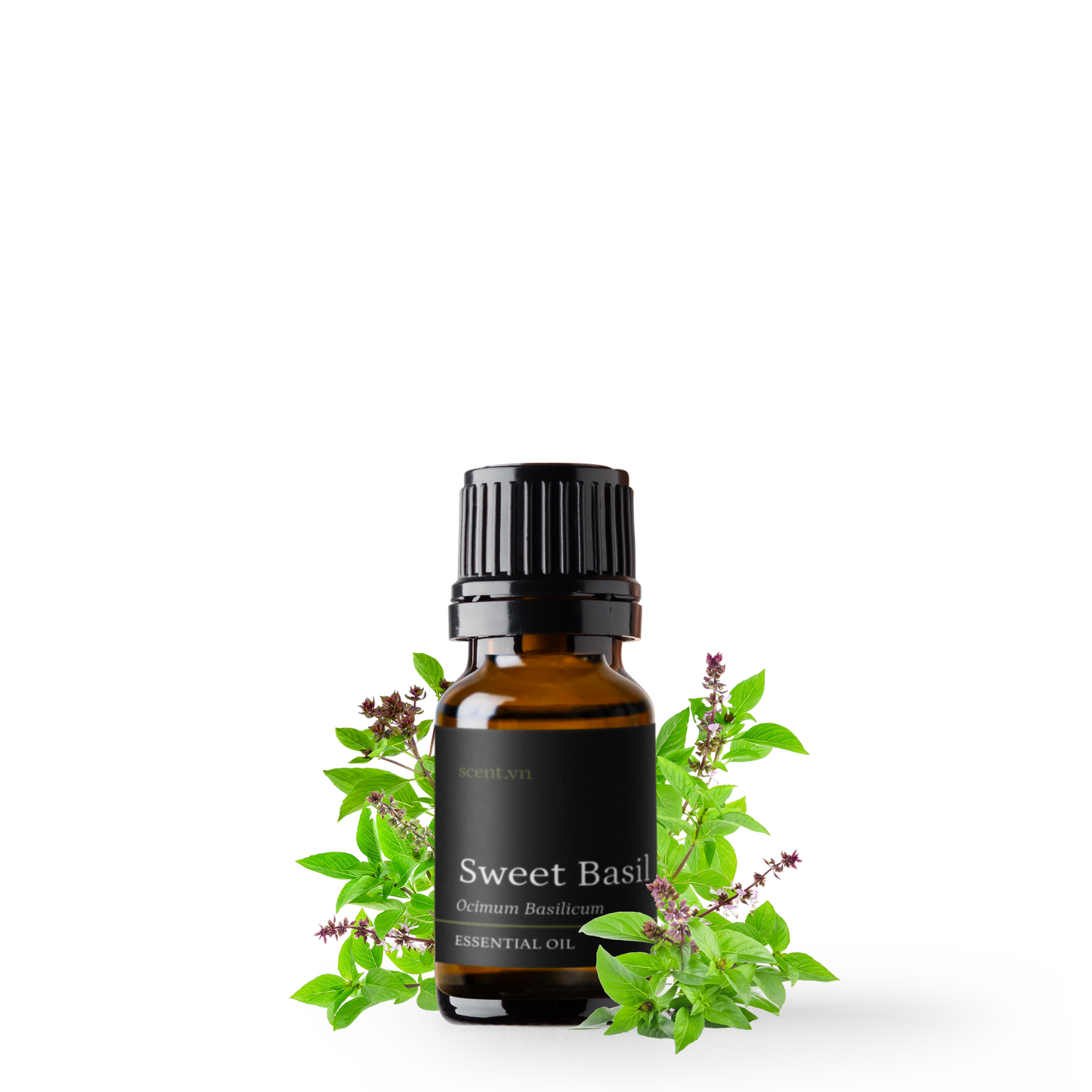 Sweet Basil Essential Oil
