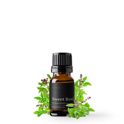 Sweet Basil Essential Oil