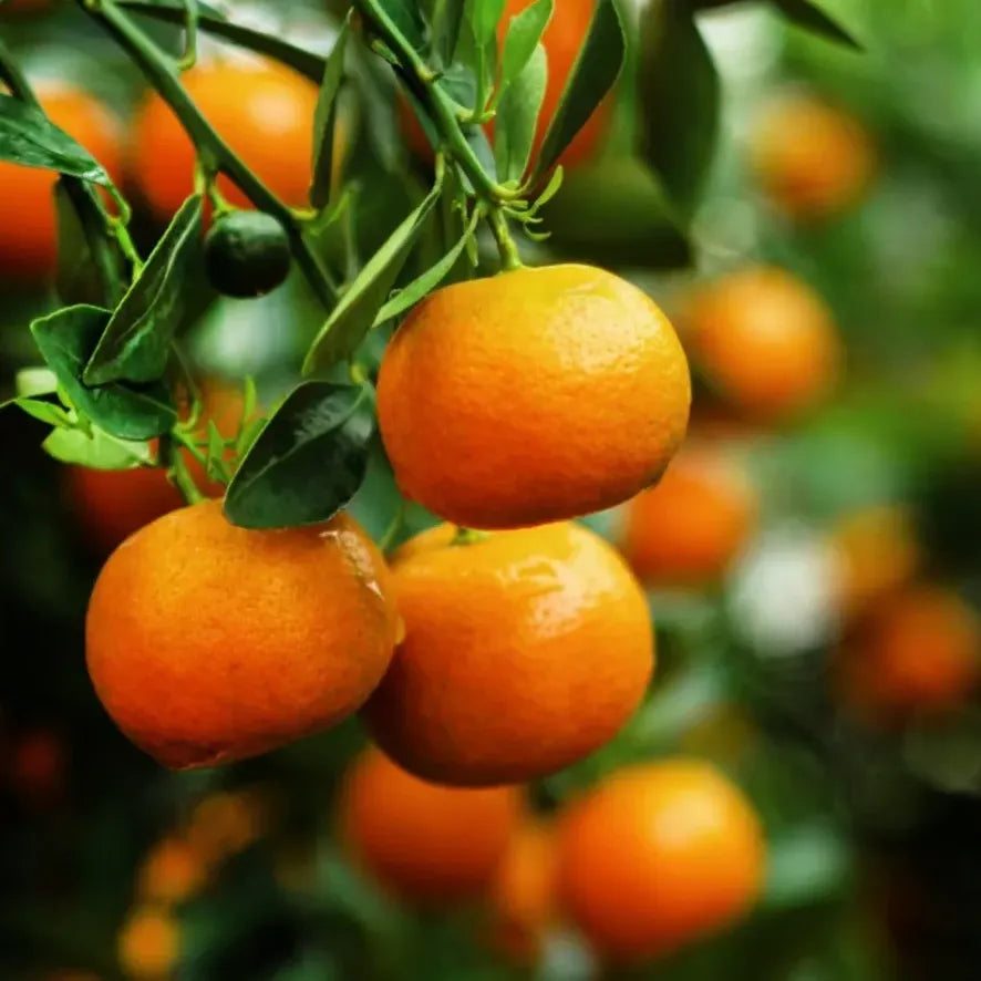 Tinh dầu Quýt Vàng - Tangerine