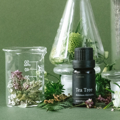 Tinh dầu Tràm Trà - Tea Tree