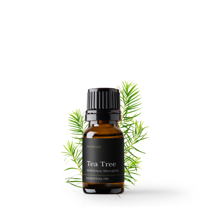 Tinh dầu Tràm Trà - Tea Tree