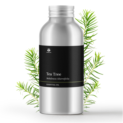 Tinh dầu Tràm Trà - Tea Tree