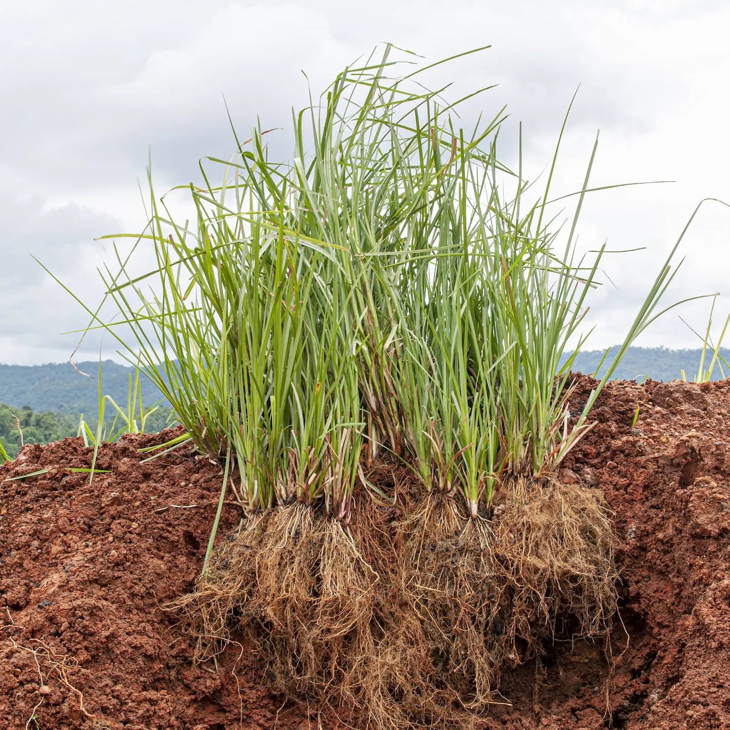 Tinh dầu Cỏ Hương Bài - Vetiver