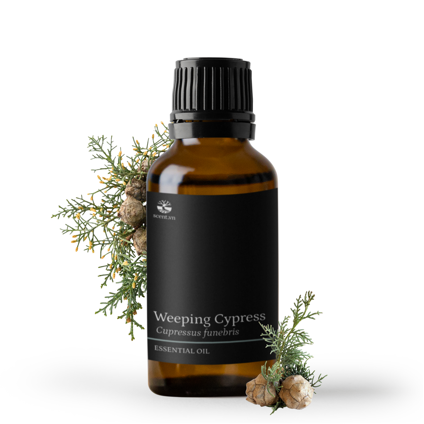 Weeping Cypress aka. Cedarwood China Essential Oil