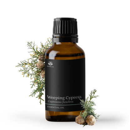 Weeping Cypress aka. Cedarwood China Essential Oil