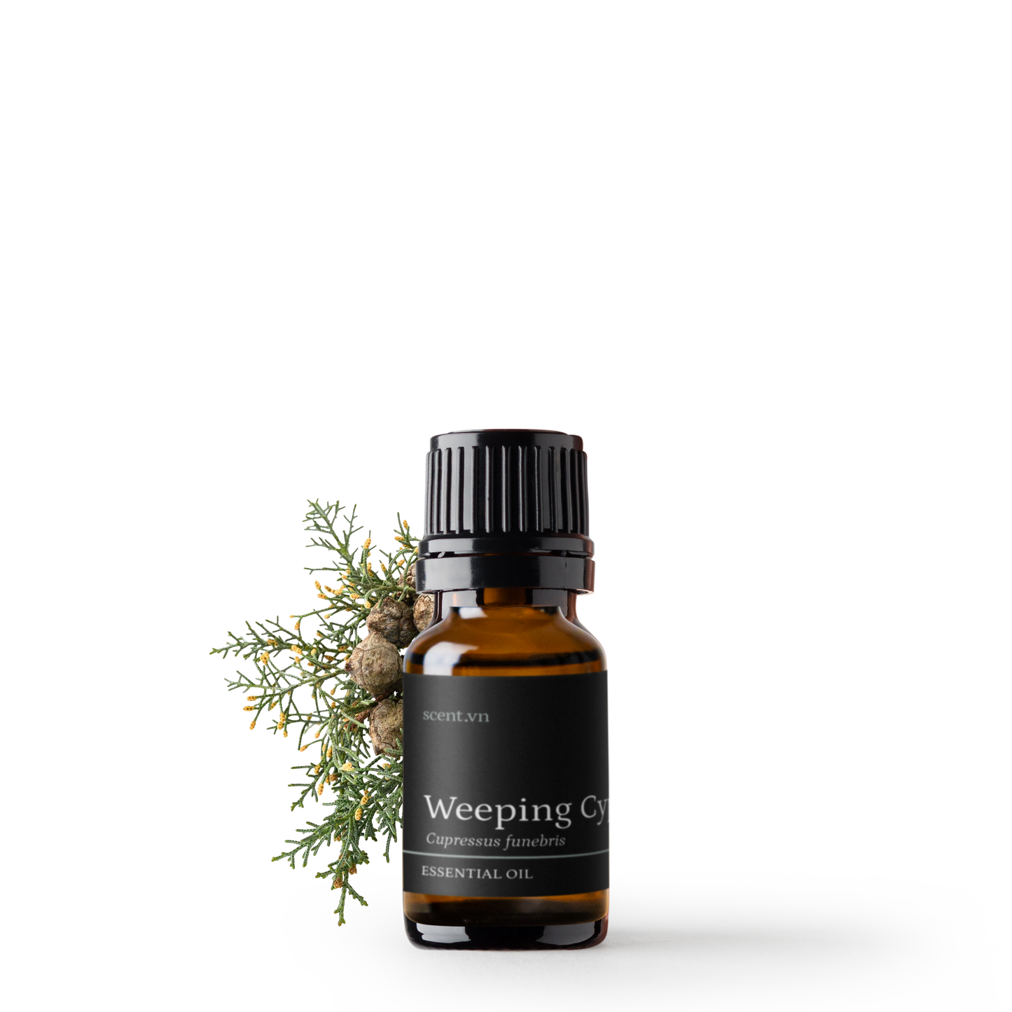 Weeping Cypress aka. Cedarwood China Essential Oil