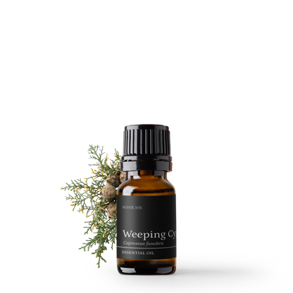 Weeping Cypress aka. Cedarwood China Essential Oil
