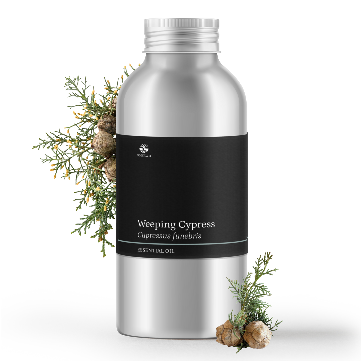 Weeping Cypress aka. Cedarwood China Essential Oil