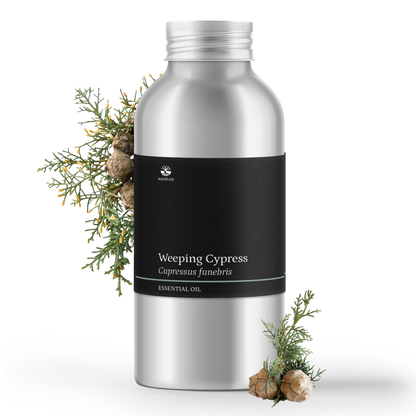 Weeping Cypress aka. Cedarwood China Essential Oil