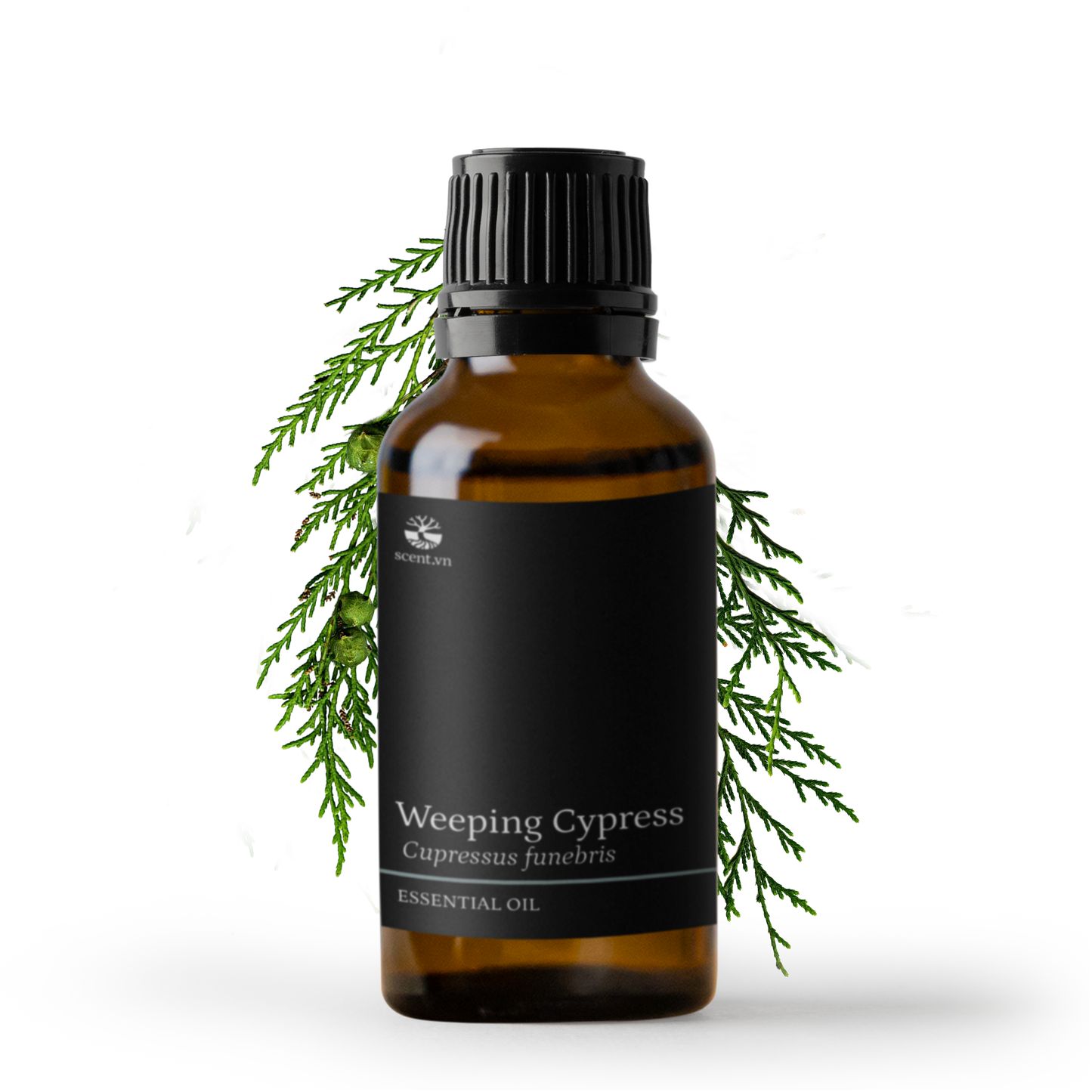 Weeping Cypress aka. Cedarwood China Essential Oil