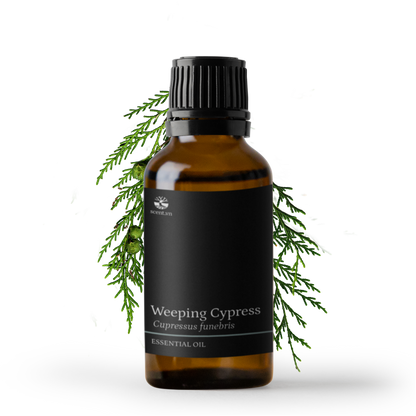 Weeping Cypress aka. Cedarwood China Essential Oil