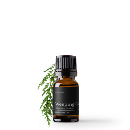 Weeping Cypress aka. Cedarwood China Essential Oil