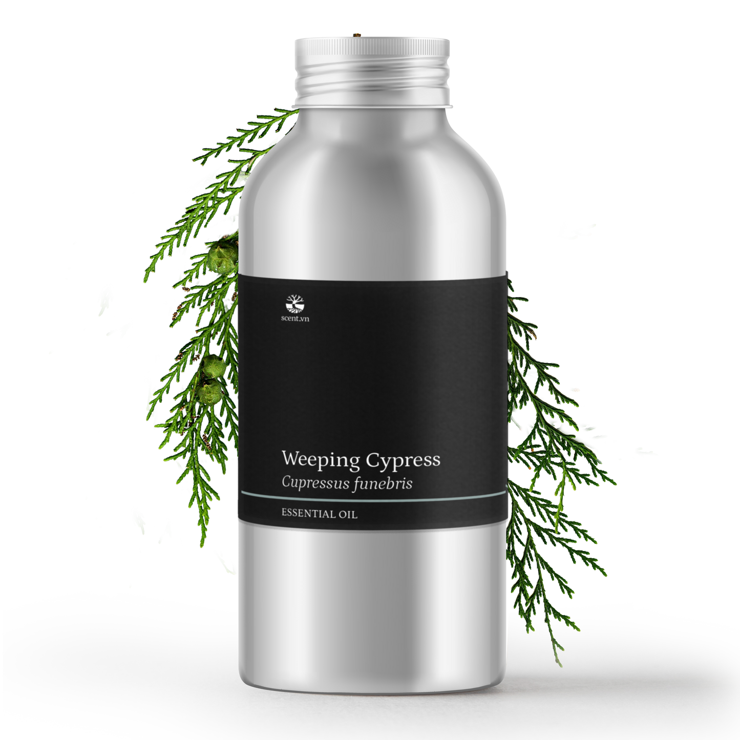 Weeping Cypress aka. Cedarwood China Essential Oil