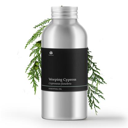 Weeping Cypress aka. Cedarwood China Essential Oil