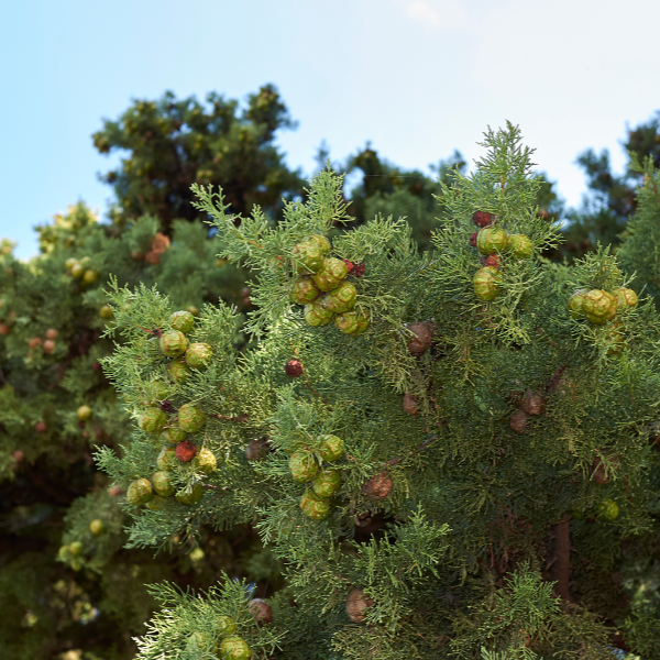 Weeping Cypress aka. Cedarwood China Essential Oil