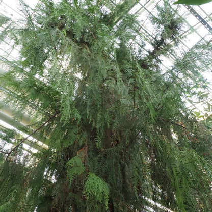 Weeping Cypress aka. Cedarwood China Essential Oil