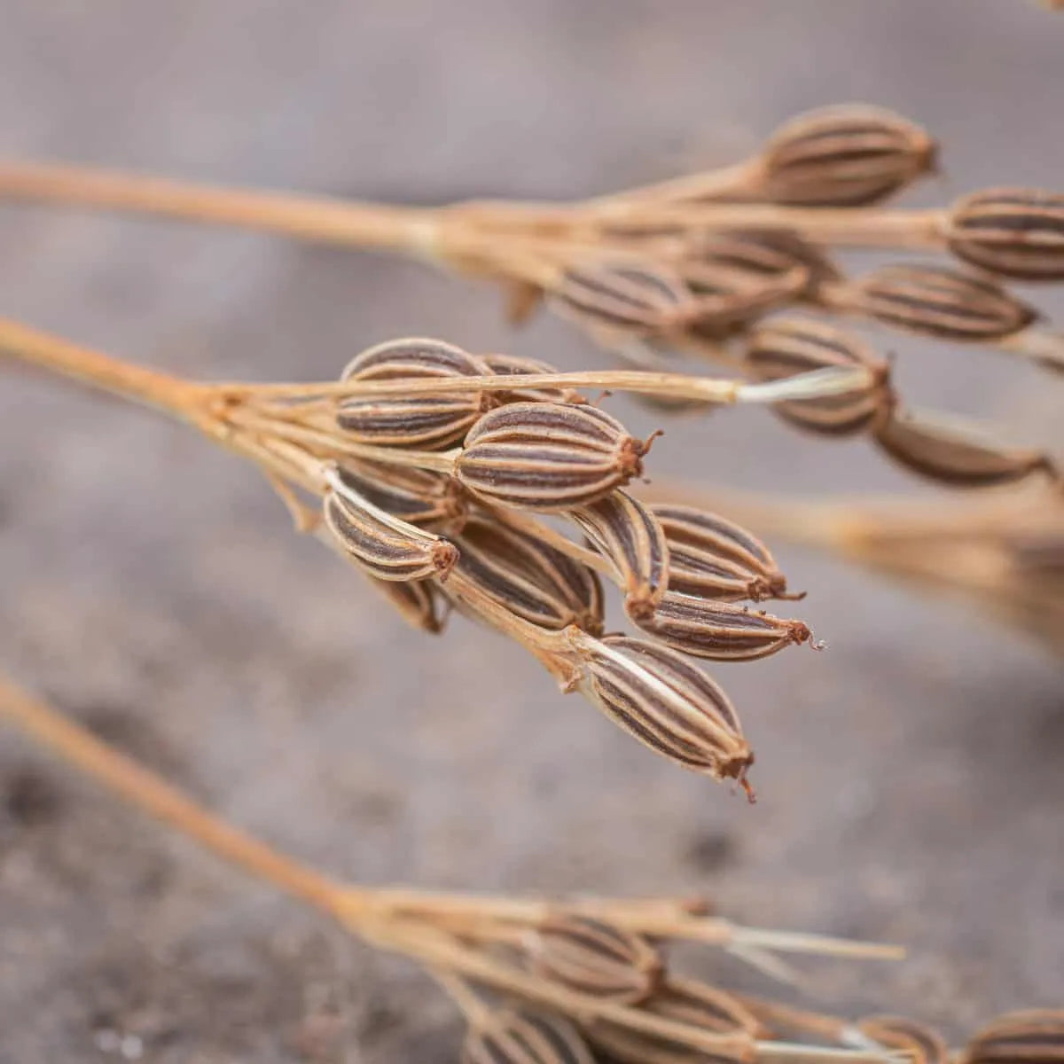 Caraway Essential Oil