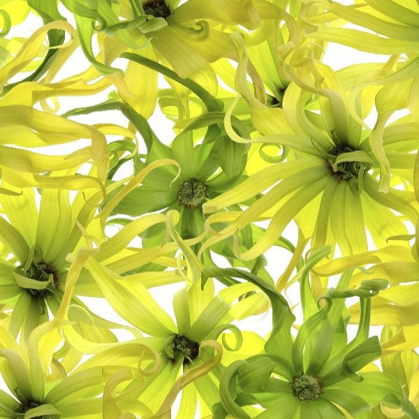 Ylang Ylang Complete Essential Oil