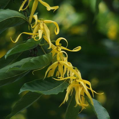 Ylang Ylang Complete Essential Oil