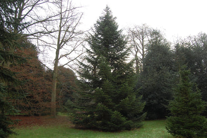 Tinh dầu Lãnh Sam - Siberian Fir Needle