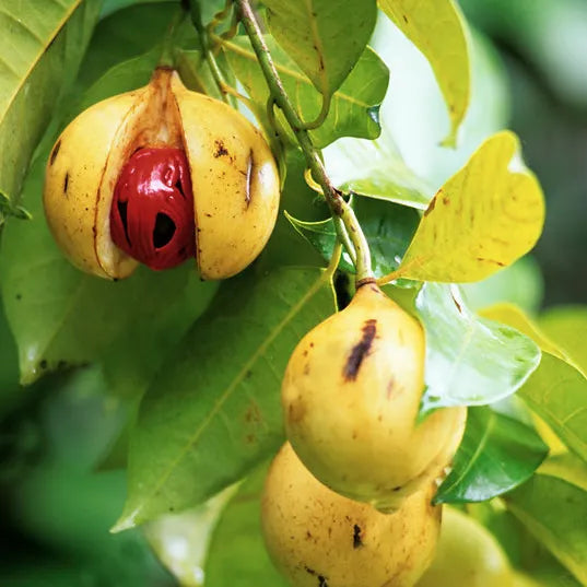 Tinh dầu Nhục Đậu Khấu - Nutmeg