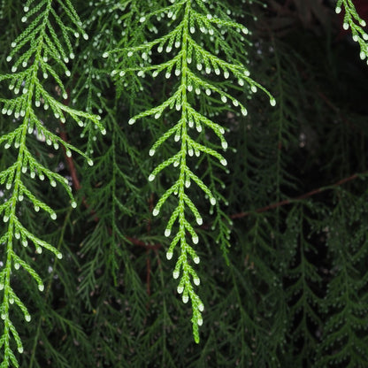 Weeping Cypress aka. Cedarwood China Essential Oil