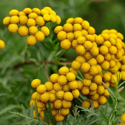 Tinh dầu Cúc Ngải Xanh - Blue Tansy