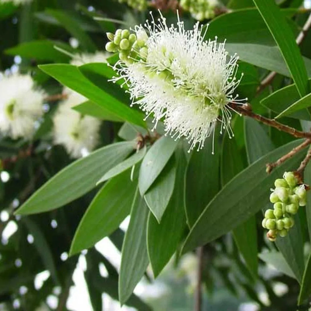 Tinh dầu Tràm Gió - Cajeput