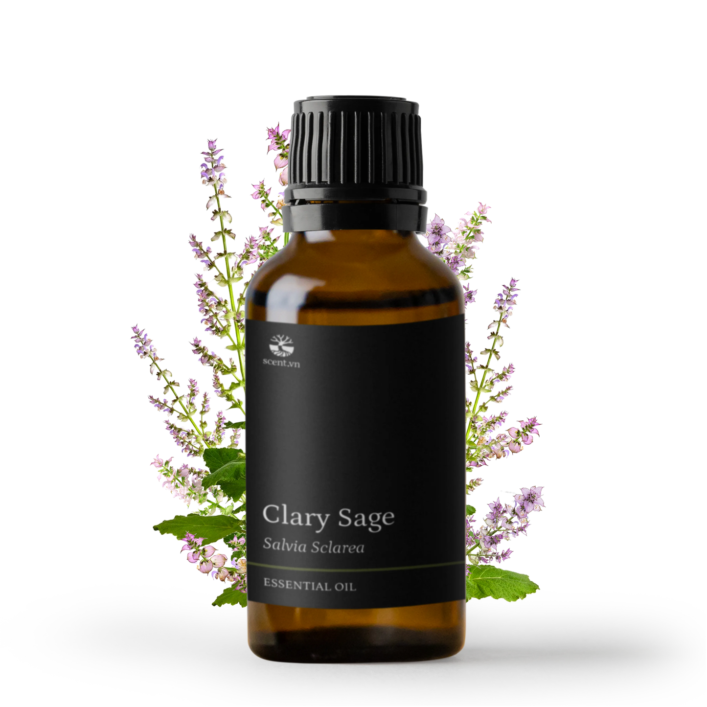 Tinh dầu Xô Thơm - Clary Sage