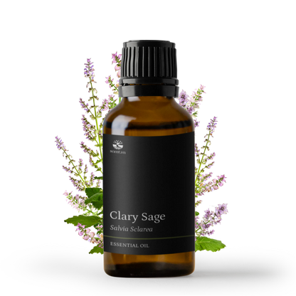 Tinh dầu Xô Thơm - Clary Sage