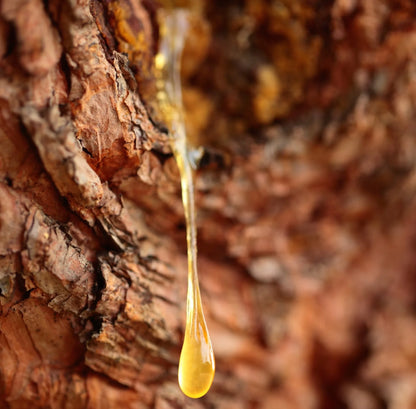 Tinh dầu Nhũ Hương - Frankincense Serrata