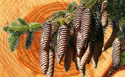 Coniferan aka. Conifer Acetate Aroma Chemical CAS# 67874-72-0