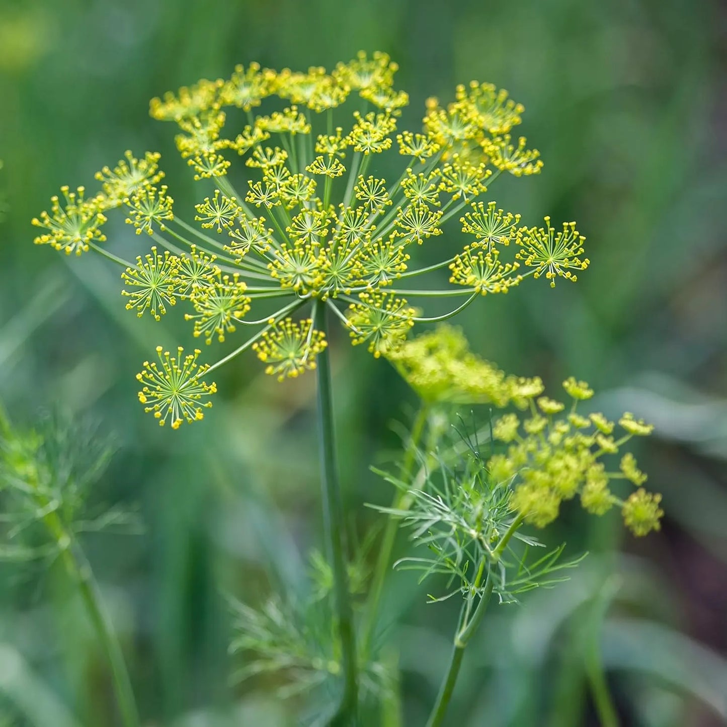 Tinh dầu Thì Là - Dill Weed