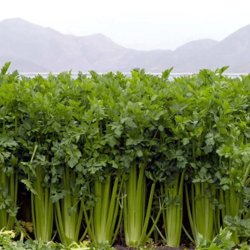 Tinh dầu Hạt Cần Tây - Celery Seed