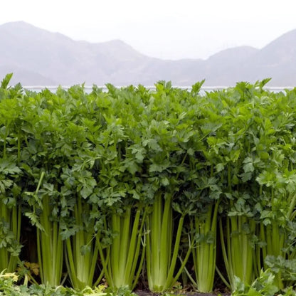 Tinh dầu Hạt Cần Tây - Celery Seed