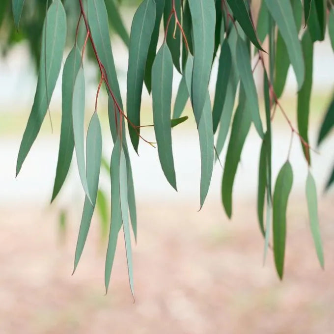 Tinh dầu Khuynh Diệp - Eucalyptus