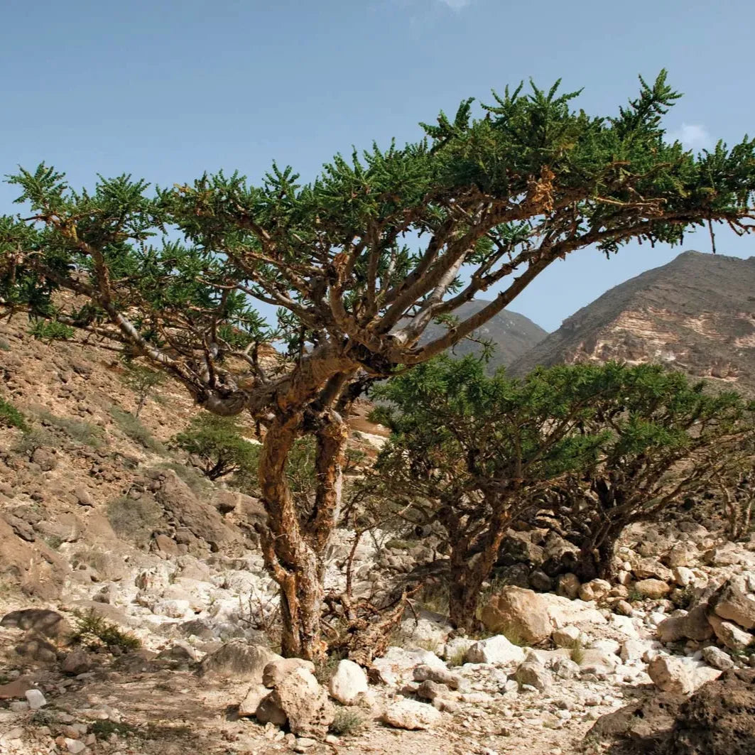 Tinh dầu Nhũ Hương - Frankincense Serrata