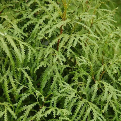 Siam Wood Essential Oil