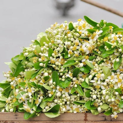 Tinh dầu Hoa Bưởi - Pomelo Flower