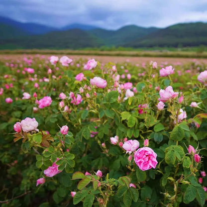 Absolute Hoa Hồng - Rose Damask