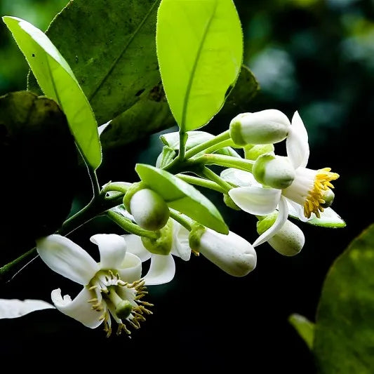 Absolute Hoa Bưởi - Pomelo Flower