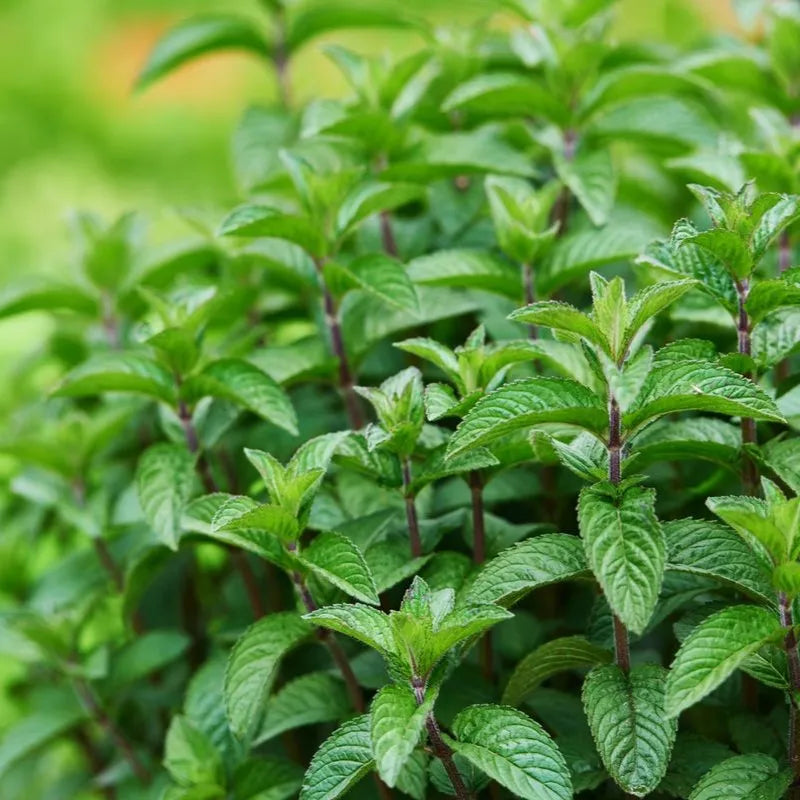 Peppermint Essential Oil