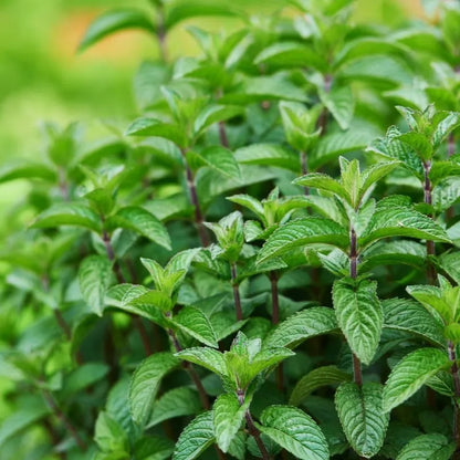 Peppermint Essential Oil