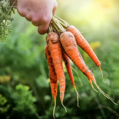 Tinh dầu Hạt Cà Rốt - Carrot Seed