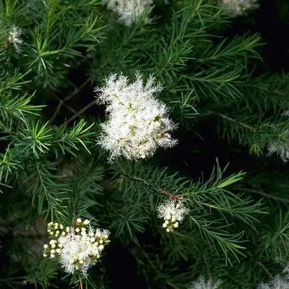 Tinh dầu Tràm Trà - Tea Tree