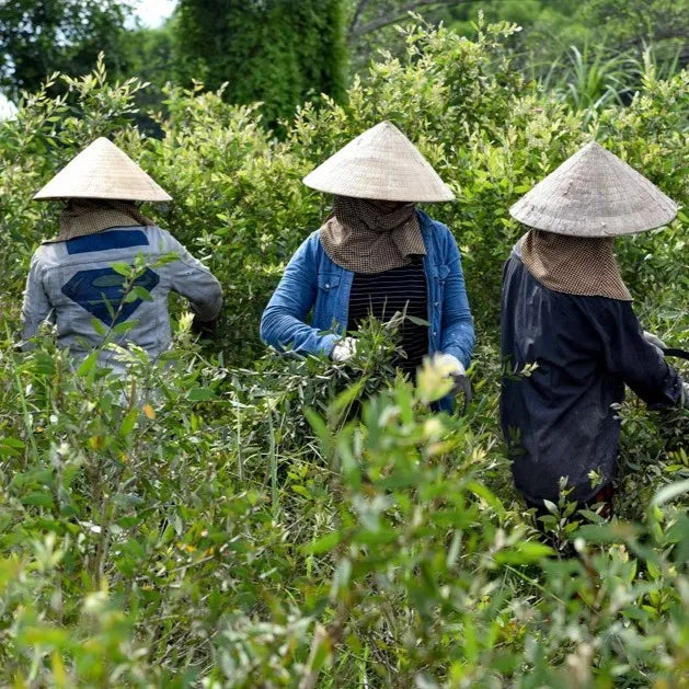 Tinh dầu Tràm Gió - Cajeput